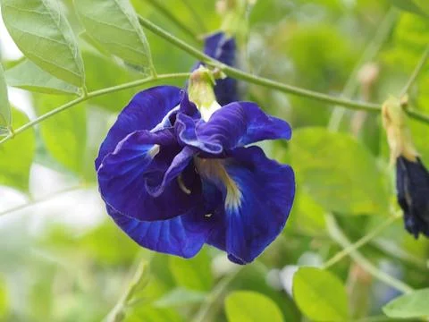 Pea flowers Stock Photos