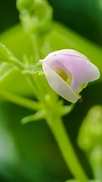 Pea flowers Foto stock