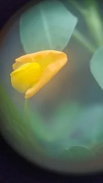 Pea flowers Stock Photos