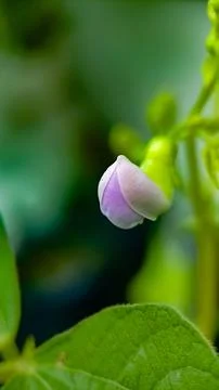 Pea flowers Stock Photos