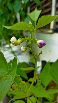 Pea flowers Stock Photos