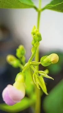 Pea flowers Stock Photos