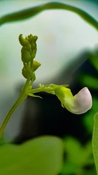 Pea flowers Foto stock