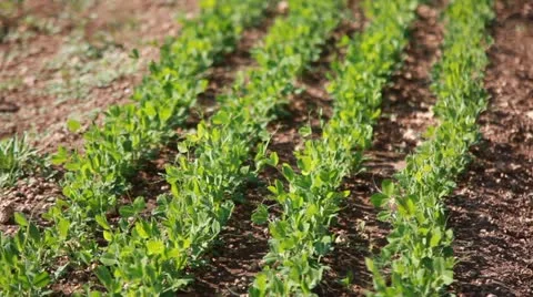 Pea Stock Footage 10945530