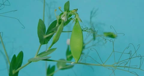 Pea Stock Footage 131200025