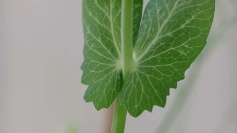 Pea Stock Footage 131207791
