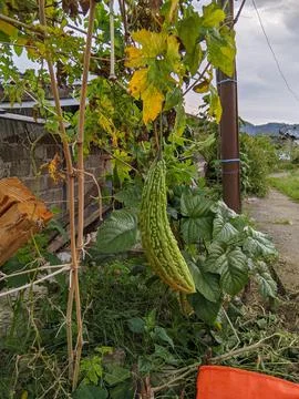 A pea fruit Stock Photos