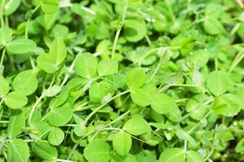 Pea greens Stock Photos