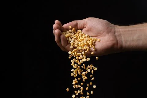 Pea groats on a black background.  Stock Photos