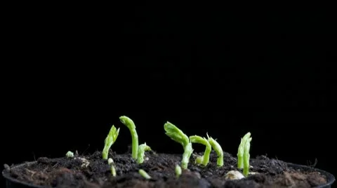 Pea growing Stock Footage 10726557