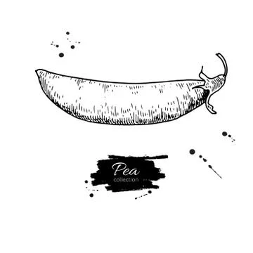 Pea hand drawn vector illustration. Isolated Vegetable engraved Stock Illustration