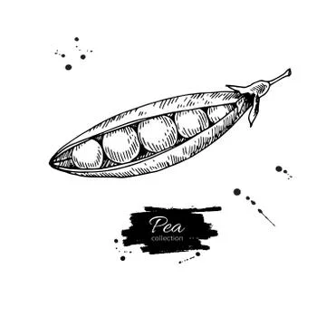 Pea hand drawn vector illustration. Isolated Vegetable engraved Stock Illustration