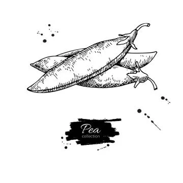 Pea hand drawn vector illustration. Isolated Vegetable engraved Stock Illustration