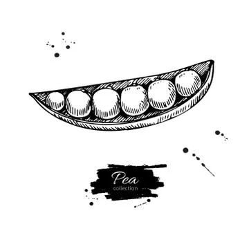 Pea hand drawn vector illustration. Isolated Vegetable engraved Stock Illustration