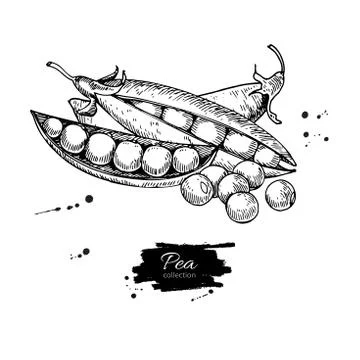 Pea hand drawn vector illustration. Isolated Vegetable engraved style objec.. Stock Illustration