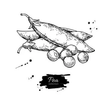 Pea hand drawn vector illustration. Isolated Vegetable engraved style objec.. Stock Illustration