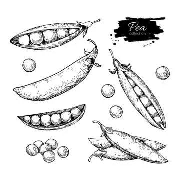 Pea hand drawn vector illustration set. Isolated Vegetable engraved style o.. Stock Illustration