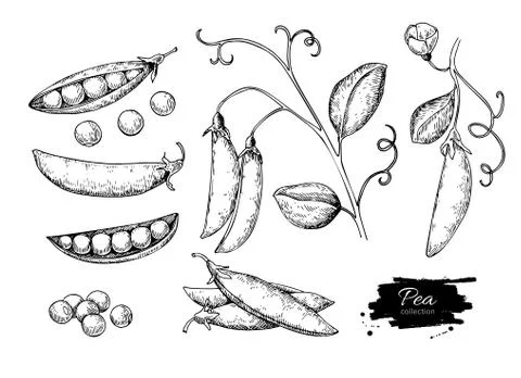 Pea hand drawn vector illustration set. Isolated Vegetable engraved style o.. Stock Illustration