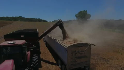 Pea Harvest03 Stock Footage 157601857