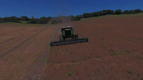 Pea Harvest17 Stock Footage 157612475
