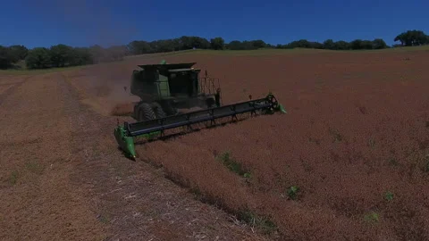 Pea Harvest18 Stock Footage 157612922