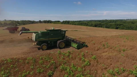 Pea Harvest19 Stock Footage 157613187