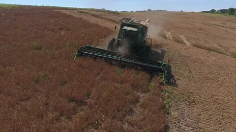 Pea Harvest22 Stock Footage 157614683