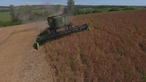 Pea Harvest23 Stock Footage 157613981