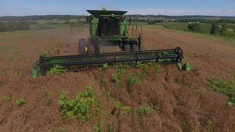 Pea Harvest28 Stock Footage 157615796