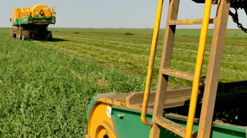Pea Harvesting Machines in the Working Process Vidéo 202501423