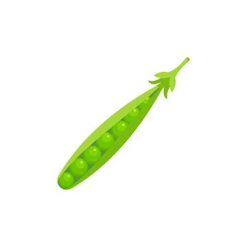 Pea isolated on white background. Vector illustration. Stock Illustration