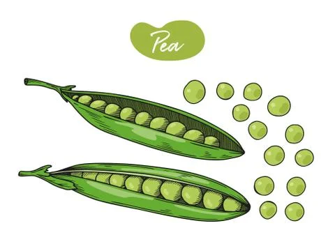 Pea is isolated on a white background. Vector illustration Stock Illustration