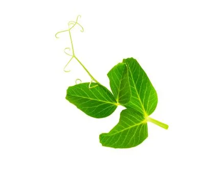 Pea leaf with tendril isolated Stock Photos