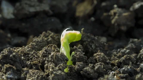 Pea Macro Pea Shoot Growing Timelapse Food Plant Sunlight Stock Footage 172192819