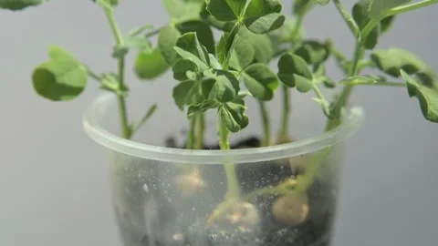 Pea microgreen Stock Footage 188211385