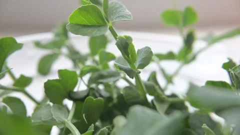 Pea microgreen Stock Footage 188217798