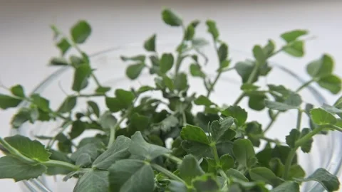 Pea microgreen Stock Footage 188217844