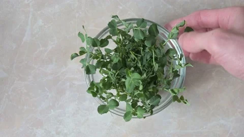 Pea microgreen leaves Stock Footage 188223724