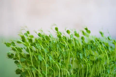 Pea microgreen sprouts close up Stock Photos
