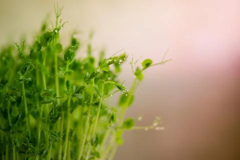 Pea microgreen sprouts close up Stock Photos