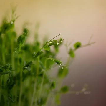 Pea microgreen sprouts close up Stock Photos