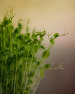 Pea microgreen sprouts close up Stock Photos