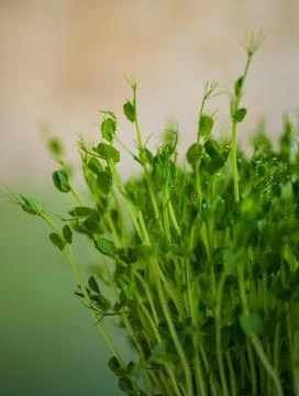 Pea microgreen sprouts close up Stock Photos