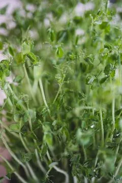 Pea microgreen sprouts close up Stock Photos