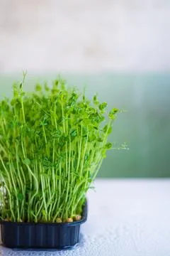 Pea microgreen sprouts close up Stock Photos
