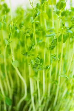 Pea microgreen sprouts close up Stock Photos