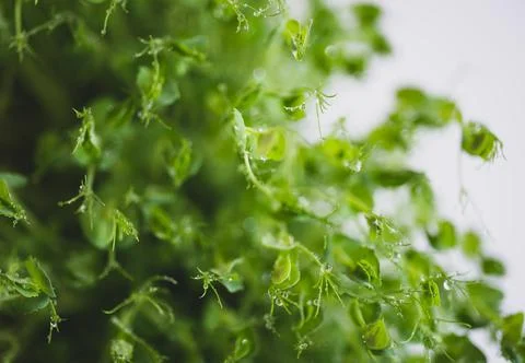 Pea microgreen sprouts close up Stock Photos