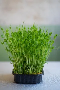 Pea microgreen sprouts close up Stock Photos