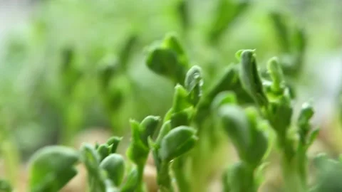 Pea microgreen sprouts Stock Footage 181520462