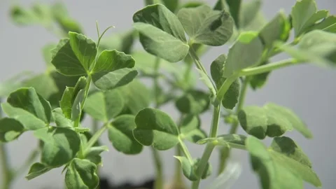 Pea microgreen sprouts Stock Footage 188211232